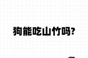 狗狗能吃山竹吗蘑菇宠医,狗狗能吃山竹吗为什么