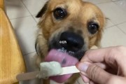 狗狗可以吃绿豆雪糕嘛,小狗能不能吃绿豆雪糕
