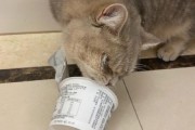 小猫可以喝酸奶吗卡士,小猫可以喝酸奶吗人喝的