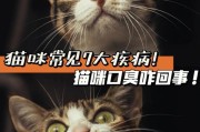 猫口臭正常吗,猫口臭什么原因