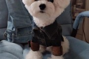 比熊犬能吃玉米粥吗(比熊可以吃玉米吗熟的)