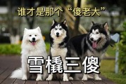 世界三大傻狗谁最傻？看完你就知道答案了！