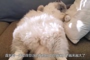猫怀孕几个月生产,猫怀孕会孕吐吗怎么办