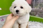 比熊犬能吃胡萝卜吗？揭秘对比熊毛发的好处