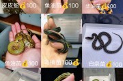 玉米锦蛇多少钱一只(玉米锦蛇图片)