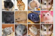 仓鼠的品种和特点(仓鼠的品种分类)