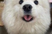 萨莫耶