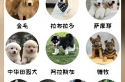 公认的十大新手最好养的狗狗，看看你家狗子上榜没！