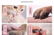 宠物剪毛教程金毛(宠物剪毛运剪口诀)