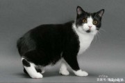 曼岛猫有尾巴吗,曼岛猫是布偶猫吗