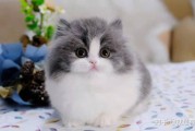 蓝猫是英短吗蓝猫是什么品种,蓝白英短猫