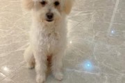 狗狗能吃桑葚吗 泰迪(狗狗能吃桑葚吗 比熊)