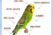 虎皮鹦鹉的寿命最长多少年,虎皮鹦鹉的寿命是多久