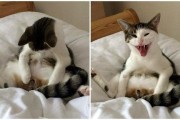 猫多大绝育(猫咪是否临近首次发情适合绝育)