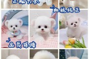 小体比熊能活多久(纯比熊和不纯的对比照)
