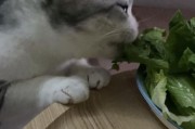 猫能吃生菜吗熟的,宠物猫可以吃生菜吗