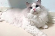 长不大的猫是什么猫(长不大的猫猫有哪些品种)