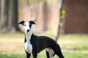 惠比特犬：古老的追猎血统，现代的家庭伴侣,惠比特犬：细长身形，爆发力惊人，竞速赛场上的明星