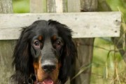 英国雪达犬蹲幼犬专业训练,英国雪达犬价格