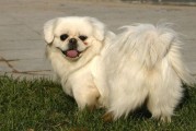 京巴犬多少钱一只能活几年,京巴犬多少钱一只京巴犬的价格行情