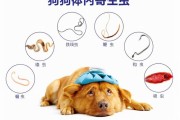 狗绦虫(揭秘蚤类在绦虫生命周期中的关键角色)