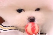 狗狗能吃糖吗泰迪,狗狗能吃糖吗棒棒糖