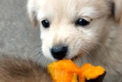 狗能吃南瓜吗为什么,泰迪狗能吃南瓜吗