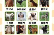 超全中华田园犬12个品种图，新手养狗必看！