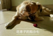 小狗可以吃枣,小狗可不可以吃枣子