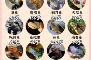 巴西龟可以干养吗多久,巴西龟可以干养吗只给水喝