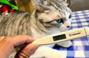 猫咪发烧会自愈吗,怎样才知道猫发烧了