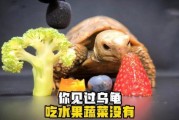 乌龟最喜欢吃什么肉类,乌龟最喜欢吃什么水果蔬菜