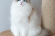 双色布偶猫是什么意思(中高白双色布偶猫)