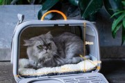 航空箱猫咪可以上地铁吗,猫咪可以上地铁吗郑州