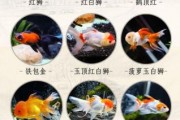 金鱼可以活多久