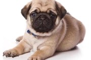 巴哥犬多少钱一只比较合适,巴哥犬多少钱一只纯种
