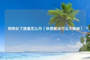 狗狗长了跳蚤怎么办（快速解决方法大揭秘）
