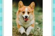 柯基犬咬自己衣服停不下来？铲屎官必看的原因分析！