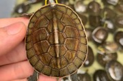 安布龟(安布闭壳龟的珍稀与保护意义)