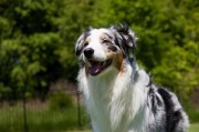 澳大利亚牧羊犬,独树一帜的澳大利亚牧羊犬