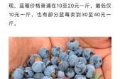 蓝莓的价格为什么差别那么大,蓝莓的价格是多少