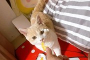 猫咪能吃菠萝吗为什么不能吃,猫咪能吃菠萝吗会死吗