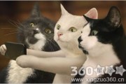 梦见狗咬猫(狗咬猫脖子是什么意思)