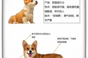 柯基狗狗好不好养？新手铲屎官必看优缺点分析