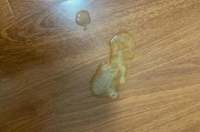 小猫吐黄水没精神怎么回事,小猫吐黄水带泡沫是怎么回事