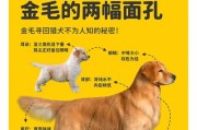 猎犬界的寻物专家,寻回犬的定义与分类