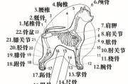 狗骨头(教你分辨狗狗不宜啃咬的危险骨头)