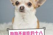狗能吃面条吗吗,狗狗忌口的食物一览表