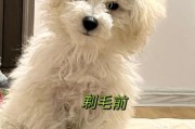 比熊多久剪一次毛最合适？了解专业建议和注意事项