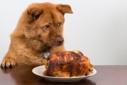 狗吃了鸡骨头多久没事算安全,狗吃骨头不消化简单方法